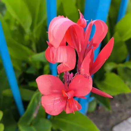 William's - Fifth Amazing